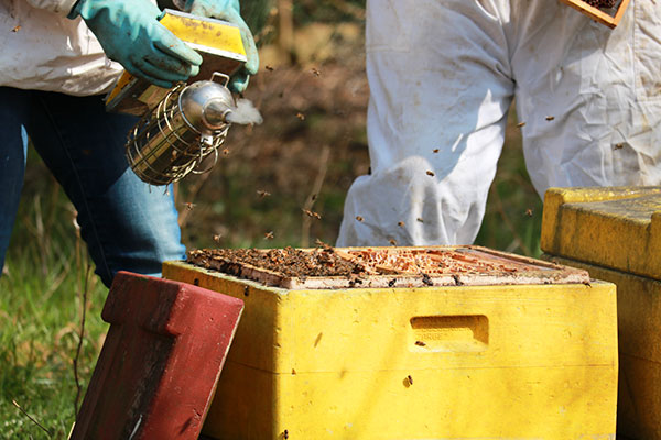 Unsere Bienen leisten einen wichtigen Beitrag zum ökologischen Gleichgewicht.