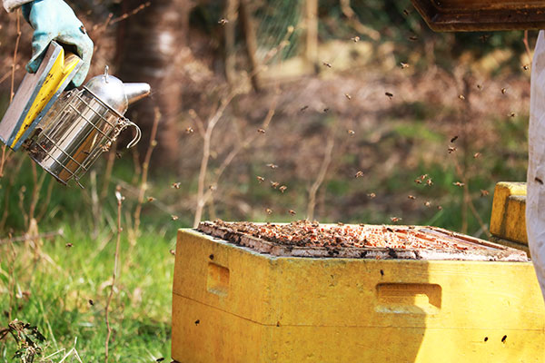 Den leckeren Honig unserer Bienen erhalten Sie im Verkaufshäusschen auf dem Hof Bergs in Prummern.