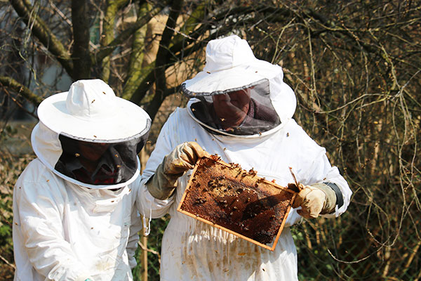 Auf dem Hof Bergs in Geilenkirchen-Prummern leben 3 fleißige Bienenvölker.