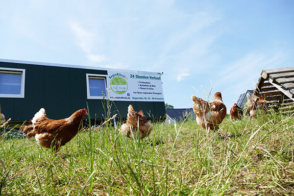 Der mobile Hühnerstall wird regelmäßig versetzt, so dass die Hühner ständig frisches Grün zum Picken haben.